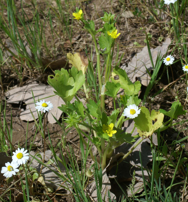 Ranunculus muricatus Rouquan 180407 (36)