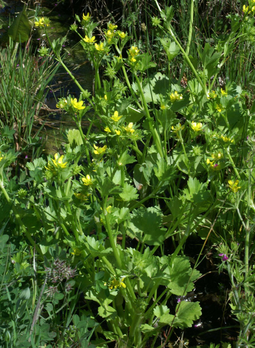 Ranunculus muricatus Rouquan 180407 (62)