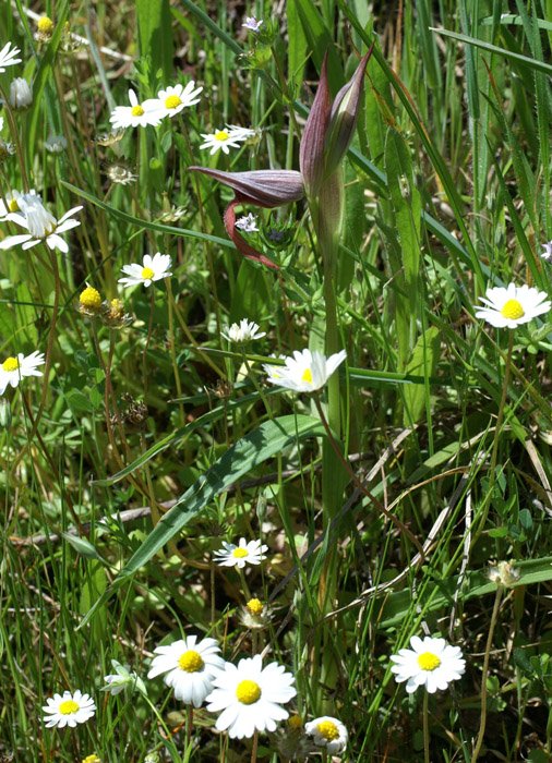 Serapias lingua Rouquan 180407 (1)