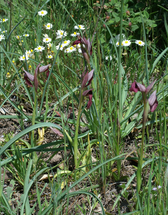 Serapias lingua Rouquan 180407 (3)