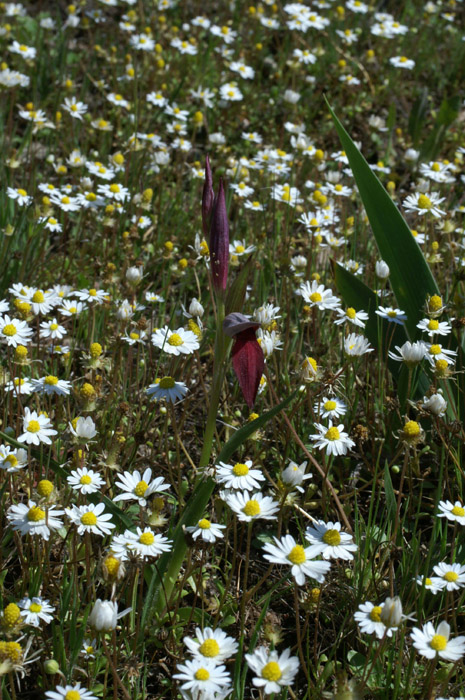 Serapias lingua Rouquan 180407 (32)