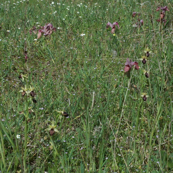 Serapias neglecta & Ophrys incubacea Rouquan 180407 (59)