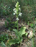 Platanthera bifolia Rouquan 180407 (54)