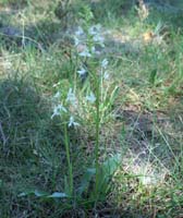 Platanthera bifolia Rouquan 180407 (56)