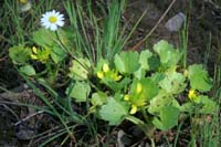 Ranunculus muricatus Rouquan 180407 (35)