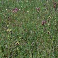 Serapias neglecta & Ophrys incubacea Rouquan 180407 (59)