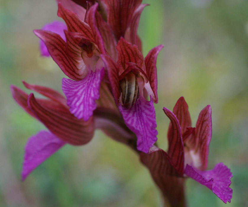 Anacamptis papillonacea Bruyères 190407 (6)