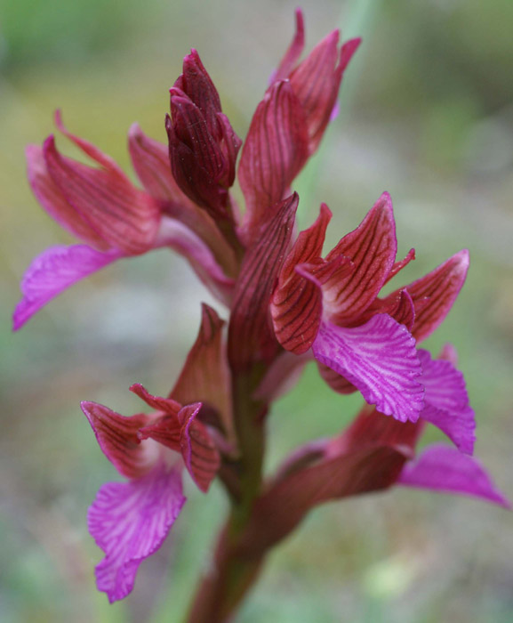 Anacamptis papillonacea Bruyères 190407 (7)