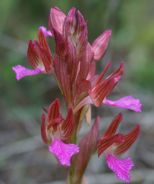 Anacamptis papillonacea Bruyères 190407 (8)