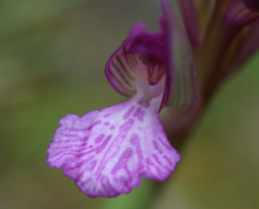 Anacamptis papillonacea x picta  Bruyères 190407 (1)