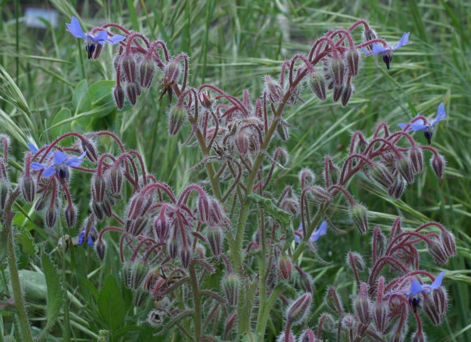 Borago officinalis Bruyères 190407 (30)