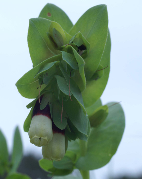 Cerinthe major Bruyères 190407 (25)