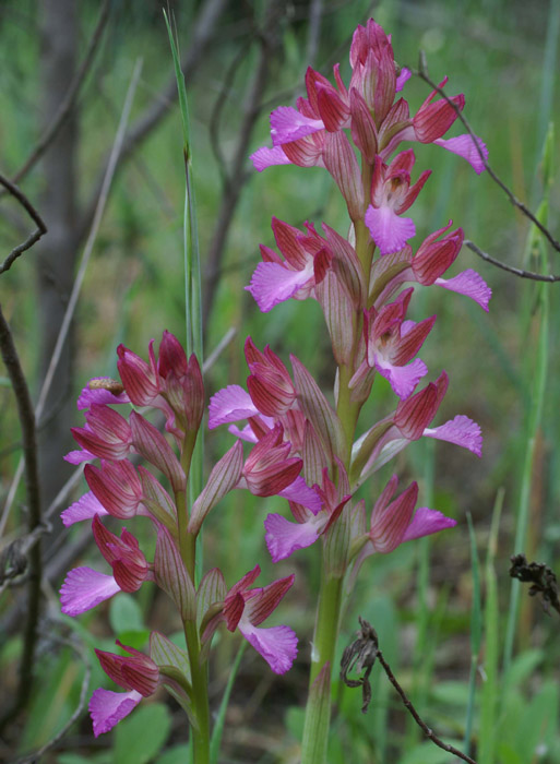 Anacamptis papillonacea Bruyères 250407 (26)