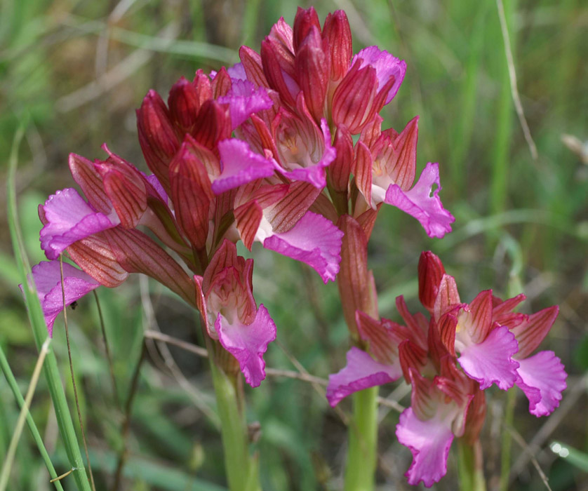 Anacamptis papillonacea Bruyères 250407 (27)