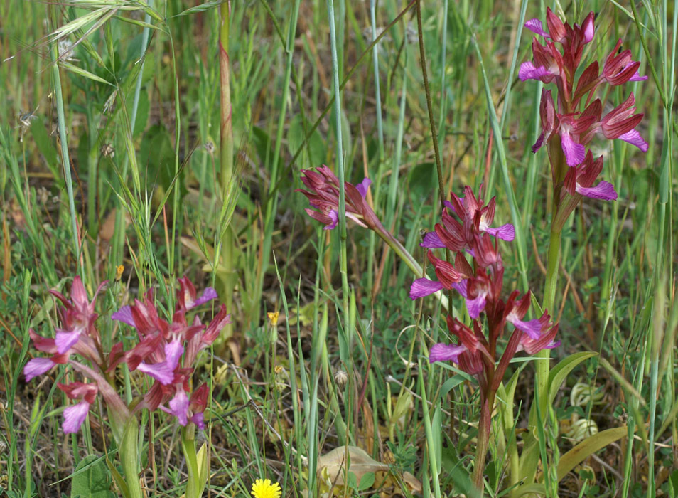 Anacamptis papillonacea Bruyères 250407 (28)