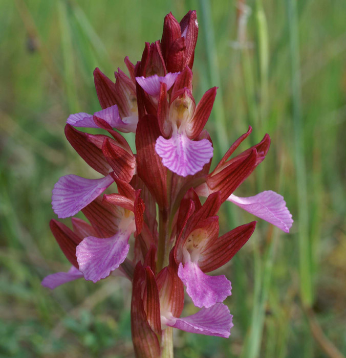 Anacamptis papillonacea Bruyères 250407 (3)