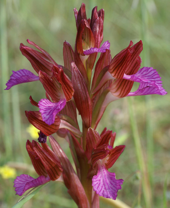 Anacamptis papillonacea Bruyères 250407 (6)