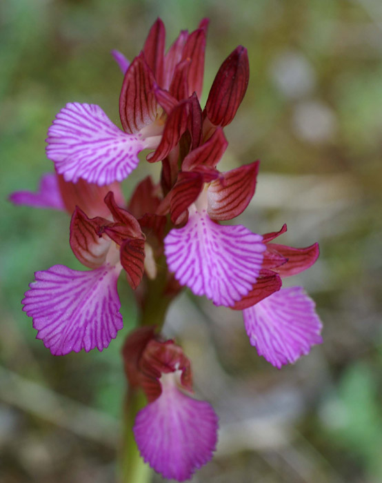 Anacamptis papillonacea Bruyères 250407 (7)