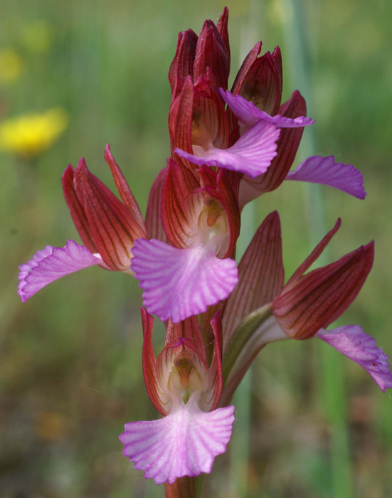 Anacamptis papillonacea Bruyères 250407 (9)