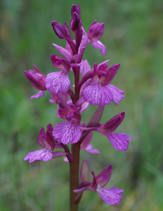 Anacamptis papillonacea x picta  Bruyères 250407 (18)