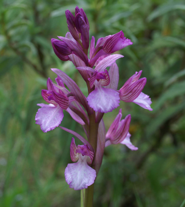 Anacamptis papillonacea x picta  Bruyères 250407 (19)