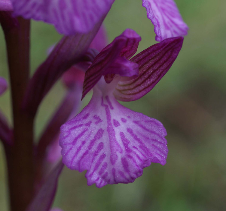 Anacamptis papillonacea x picta  Bruyères 250407 (21)