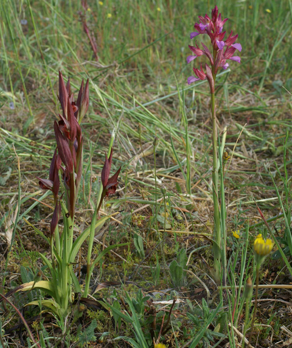 Serapias vomeracea & Anacamptis papillonacea Bruyères 250407 (4)