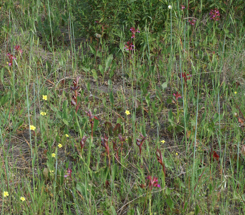 Serapias vomeracea & Anacamptis papillonacea Bruyères 250407 (5)