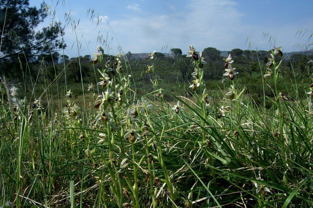 Ophrys splendida Endre 280407 (10)