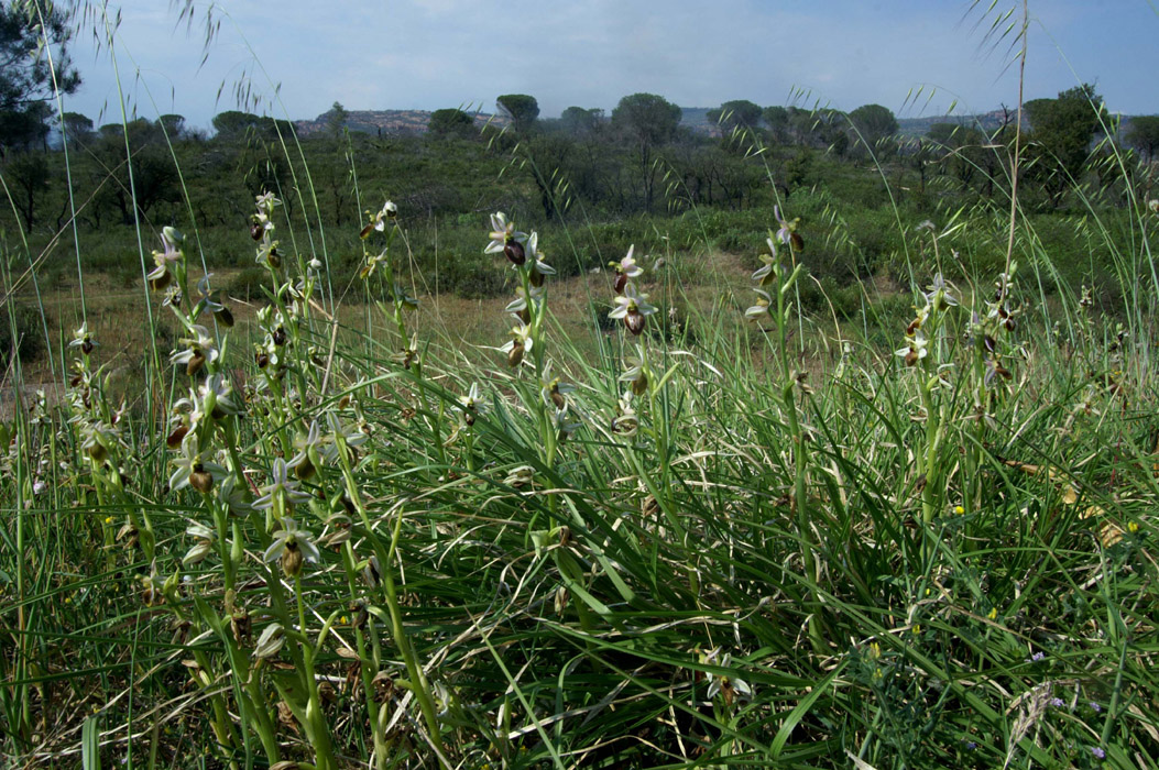 Ophrys splendida Endre 280407 (11)