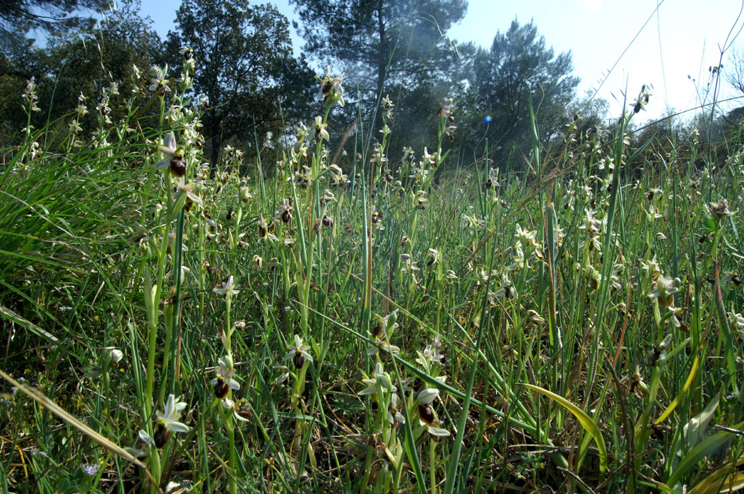 Ophrys splendida Endre 280407 (13)