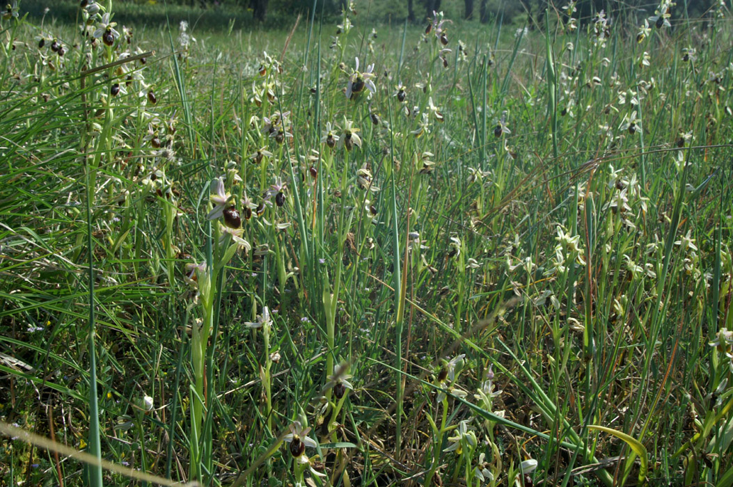 Ophrys splendida Endre 280407 (14)