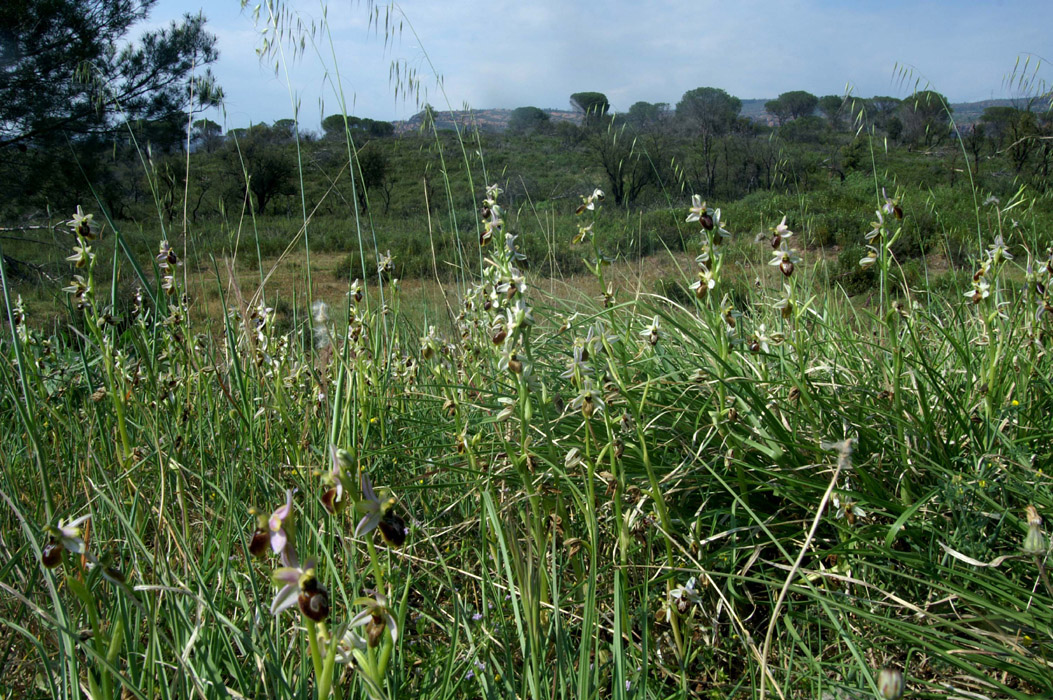 Ophrys splendida Endre 280407 (4)