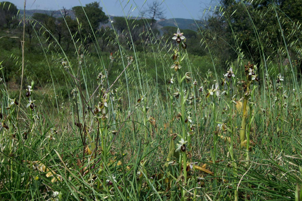 Ophrys splendida Endre 280407 (5)