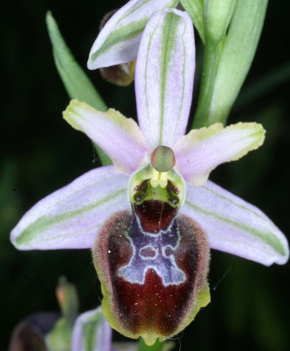 Ophrys splendida Endre 280407 (51)