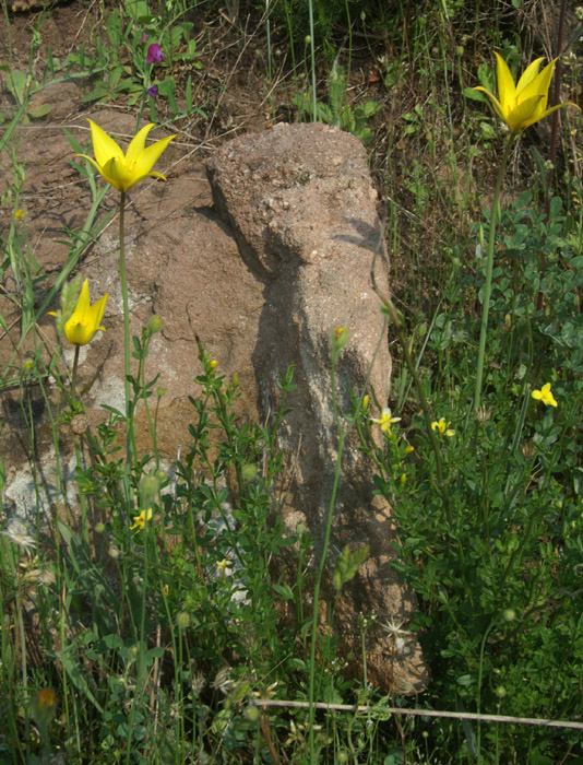 Tulipa australis Endre 280407 (47)