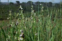 Ophrys splendida Endre 280407 (3)