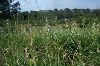 Ophrys splendida Endre 280407 (4)