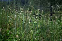 Ophrys splendida Endre 280407 (7)