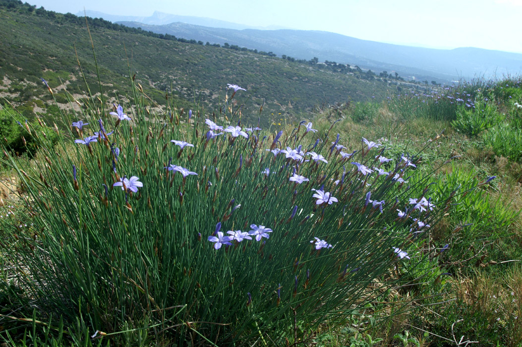 Aphyllanthes monspessulanus Crêtes La Ciotat 290407 (104)