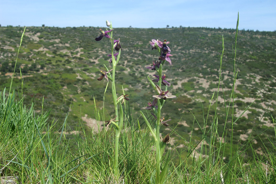 Ophrys aurelia Crêtes La Ciotat 290407 (102)