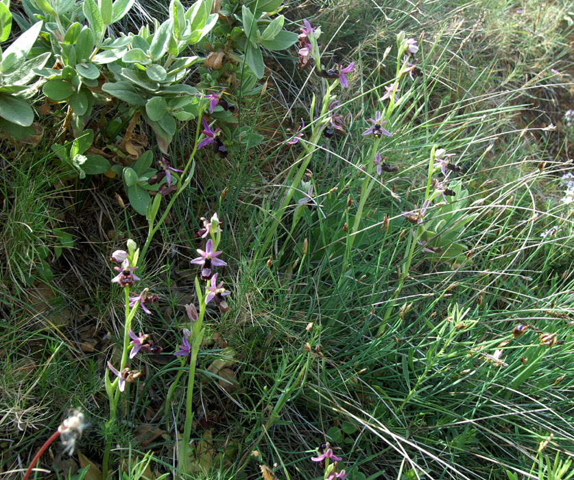 Ophrys aurelia Crêtes La Ciotat 290407 (105)