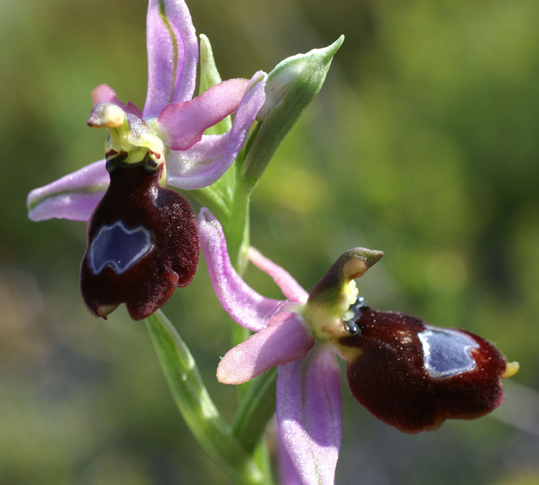 Ophrys aurelia Crêtes La Ciotat 290407 (11)