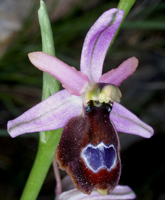 Ophrys aurelia Crêtes La Ciotat 290407 (16)