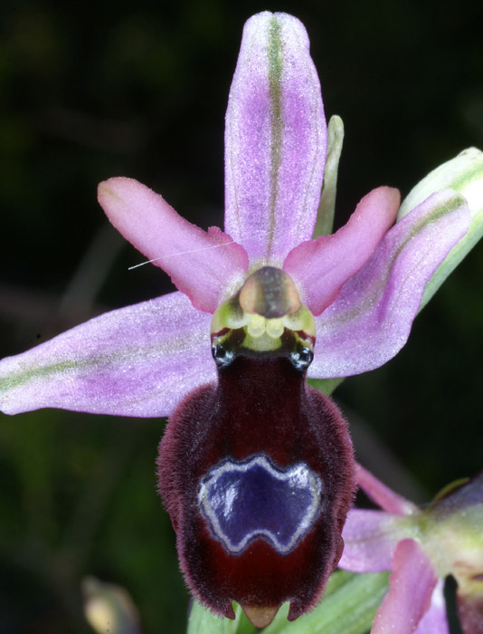 Ophrys aurelia Crêtes La Ciotat 290407 (17)