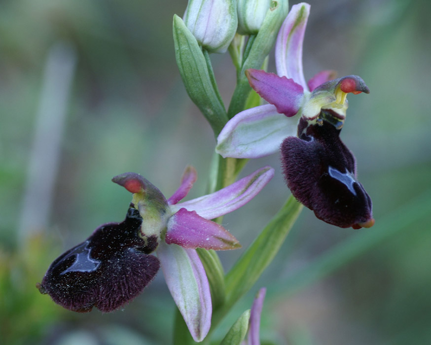 Ophrys aurelia Crêtes La Ciotat 290407 (20)