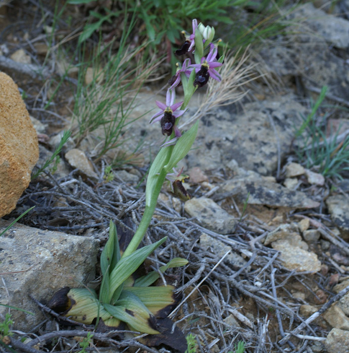 Ophrys aurelia Crêtes La Ciotat 290407 (22)