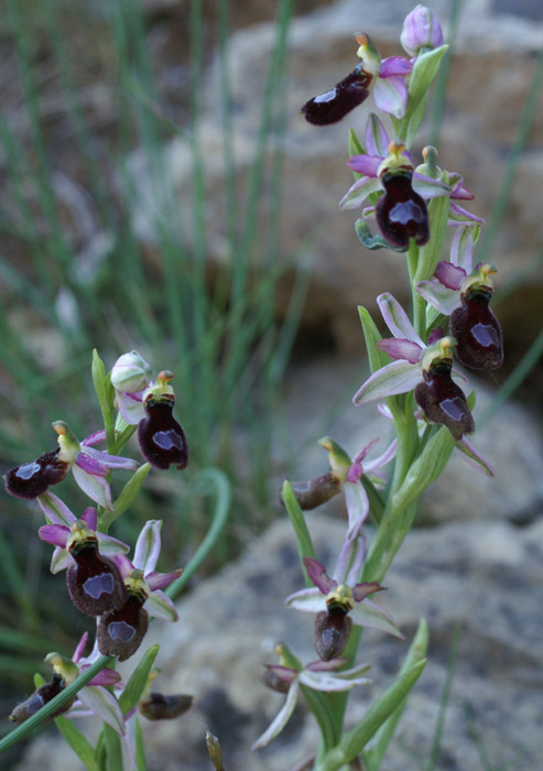 Ophrys aurelia Crêtes La Ciotat 290407 (31)