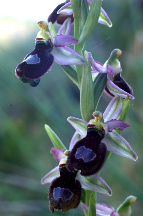 Ophrys aurelia Crêtes La Ciotat 290407 (32)