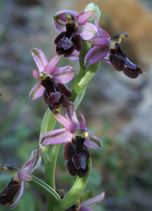 Ophrys aurelia Crêtes La Ciotat 290407 (33)